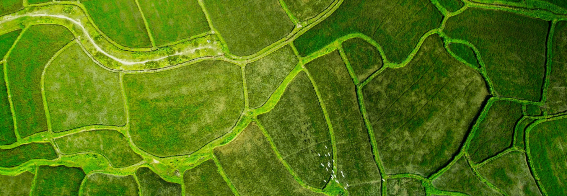 shutterstock_2468407057